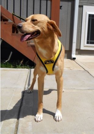 Tough Skin Harness Ultra - Front View